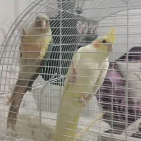 عروس هلندی و گرینچیک