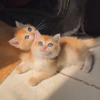 شهر گربه‌ میوهاپ(پرشین/بریتیش/اسکاتیش)|گربه|مشهد, سجاد شهر|دیوار