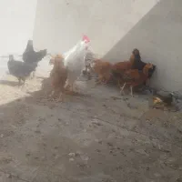 جوجه مرغ بومی