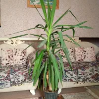 گیاه آپارتمانی یوکا