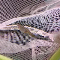 ماهی گوپی و پلاتی|ماهی|دوگنبدان, |دیوار