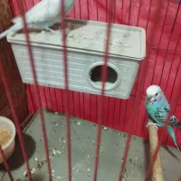 مرغ عشق|پرنده|شوشتر, |دیوار