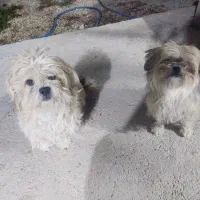 سگ نژاد شیتزو