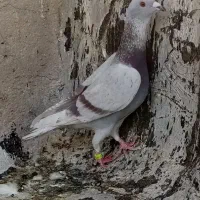 قوره ای نر|پرنده|شیراز, مسلم|دیوار