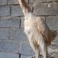 مرغ و خروس