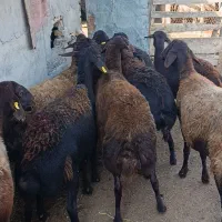 10راس گوسفند آبستن جوان سونو گرافیشده|حیوانات مزرعه|سیمین شهر, |دیوار