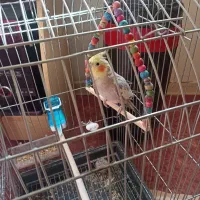 عروس هلندی نر و سالم|پرنده|جم, |دیوار