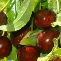 پیش فروش نهال عناب چینی یکساله|خدمات باغبانی و درختکاری|نهاوند, |دیوار