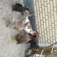 مرغ وخروس لهستانی ویک جفت غاز
