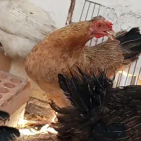 گلین کرچ شو