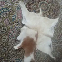 پوست وپشم بز پاکستانی|لوازم جانبی حیوانات|شیراز, وصال|دیوار