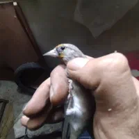 سهره ماده جوجه قفس داغسر