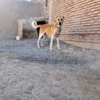 سک کله ای بشرط سالم|سگ|هریس, |دیوار