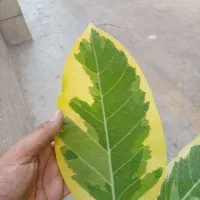 فیکوس سالم برگ پهن|گل و گیاه طبیعی|شیراز, شاهچراغ|دیوار