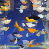 فروش انواع ماهیان اکواریومی|ماهی|کرج, فاز ۳ گوهردشت|دیوار