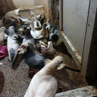 کبوتر پرشی همه واکسن خورده