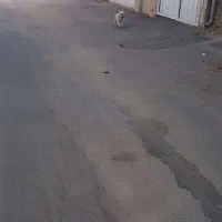 سلام گمشده محدوده اکرم آباد|حیوانات|یزد, |دیوار