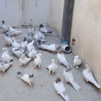 کفتر|پرنده|تهران, جوادیه|دیوار