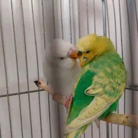 مرغ عشق