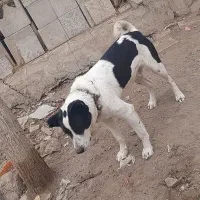 سگه قدرجونی