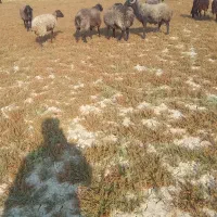 میش کشتاری  چاق