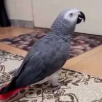 پیدا شده پرنده کاسکو نر سخنگو
