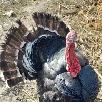 ۶ عدد بوقلمون برنز|حیوانات مزرعه|گنبد کاووس, |دیوار