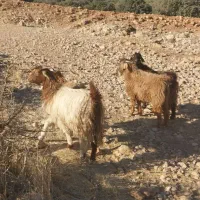 بز‌بزغاله‌جوان‌داشتی‌شیش‌عدد|حیوانات مزرعه|گیلان غرب, |دیوار