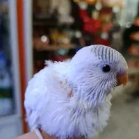 مرغ عشق جوان|پرنده|رودسر, |دیوار