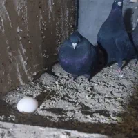 کبوتر چشم ونوک