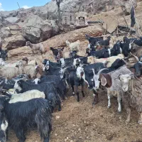 فروش بزچاق درفلکدین|حیوانات مزرعه|خرمآباد, |دیوار