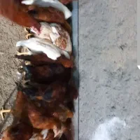 خروس جوان بومی|حیوانات مزرعه|مشهد, جاهد شهر|دیوار