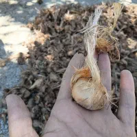 زعفران پیاز