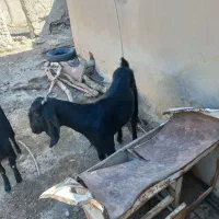 بز فروشی|حیوانات مزرعه|نیمروز, |دیوار