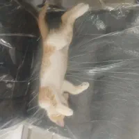گربه معاوضه با سگ