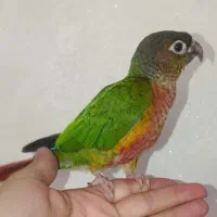 طوطی