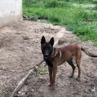 سگ مالینویز|سگ|بروجرد, |دیوار