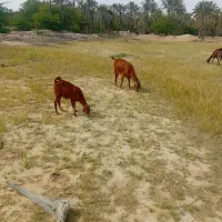 دو بز کهردار