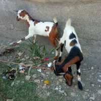 دوتا کهره نر