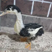 اردک|حیوانات مزرعه|مشهد, کوی المهدی|دیوار
