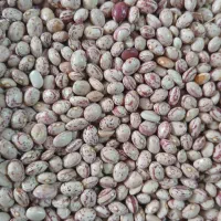 فروش لوبیا چیتی