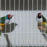 فنچ گلدین مولد جوجه گلدین شارکول ستاره‌ای جغدی|پرنده|شیراز, کاراندیش|دیوار