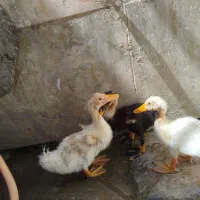 جوجه اردک 3ماهه