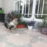 خروس خانگی فروش