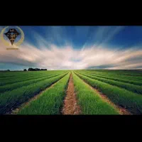 فروش فوری زمین کشاورزی در قلعه تل روستای شاهرازن