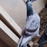 چند عدد کبوتر مسافتی سرحال|پرنده|پارسآباد, |دیوار