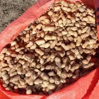 دو هکتار بادام گلی در حال برداشت