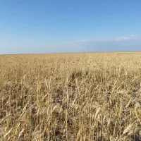 زمین