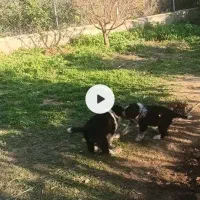 توله قدرجونی