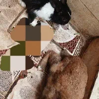 دو عدد خرگوش